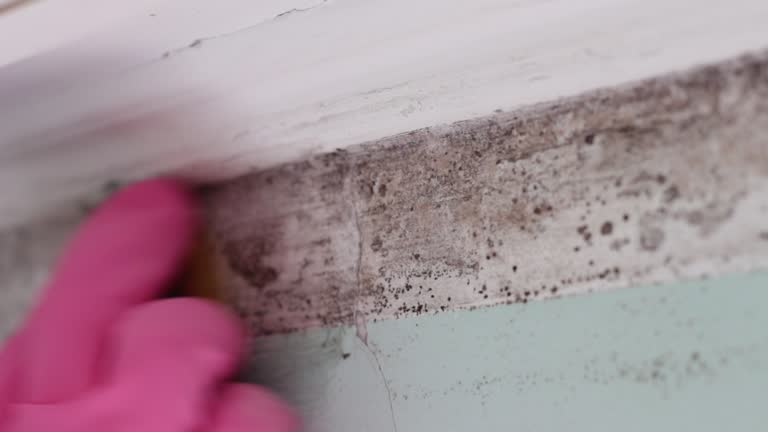 Best Emergency Mold Remediation  in USA